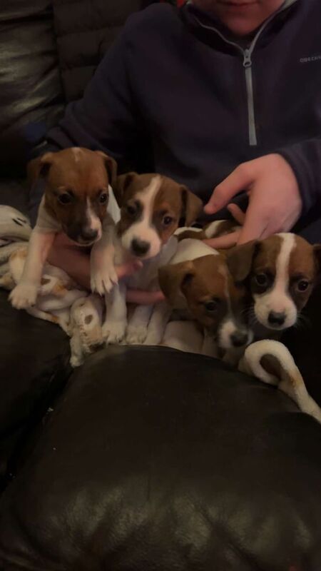 Jack Russell Puppies for sale in Durham, County Durham