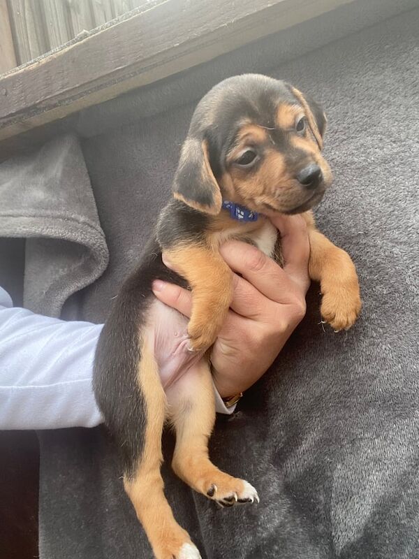 Jack Russell, puppies for sale in Wickford, Essex - Image 2