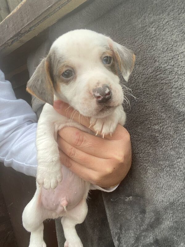 Jack Russell, puppies for sale in Wickford, Essex - Image 3