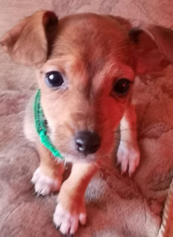 Jack russell puppies for sale in Kingston upon Hull, East Riding of Yorkshire - Image 1