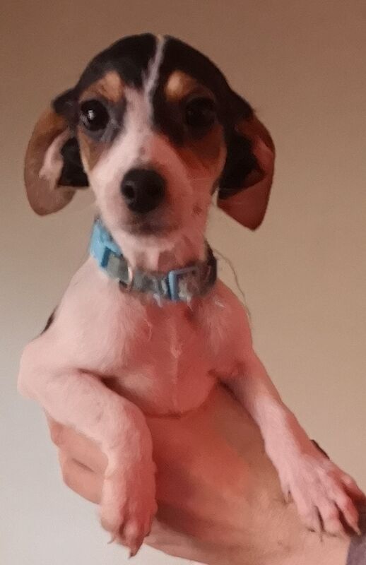 Jack russell puppies for sale in Kingston upon Hull, East Riding of Yorkshire - Image 5