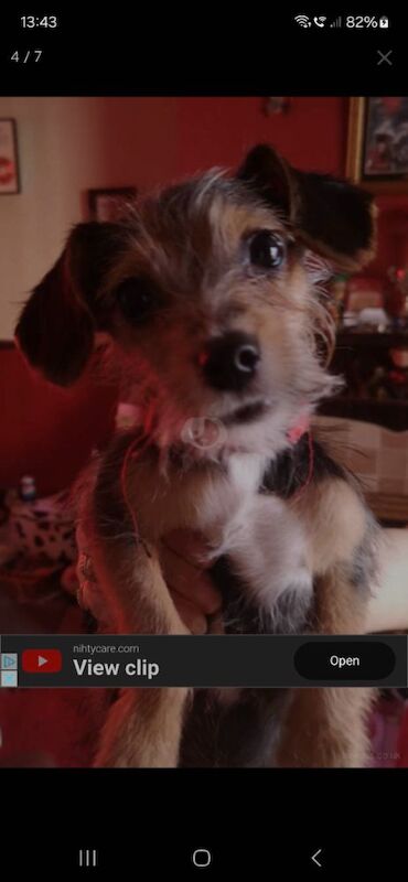 Jack russell puppies for sale in Kingston upon Hull, East Riding of Yorkshire - Image 1