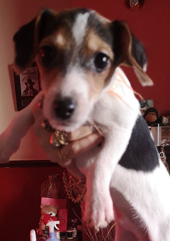 Jack russell puppies for sale in Kingston upon Hull, East Riding of Yorkshire