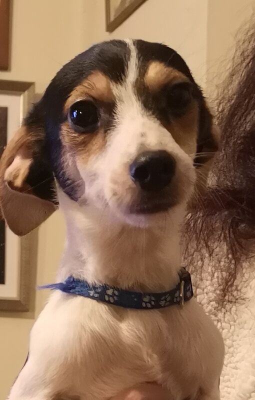 Jack russell puppies for sale in Kingston upon Hull, East Riding of Yorkshire - Image 3