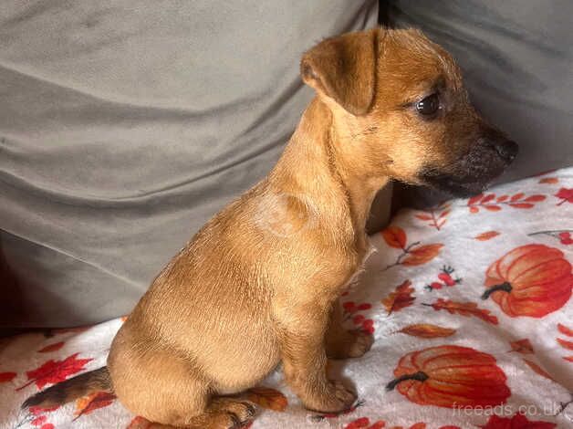 Jack Russell puppies for sale in Axbridge, Somerset - Image 2