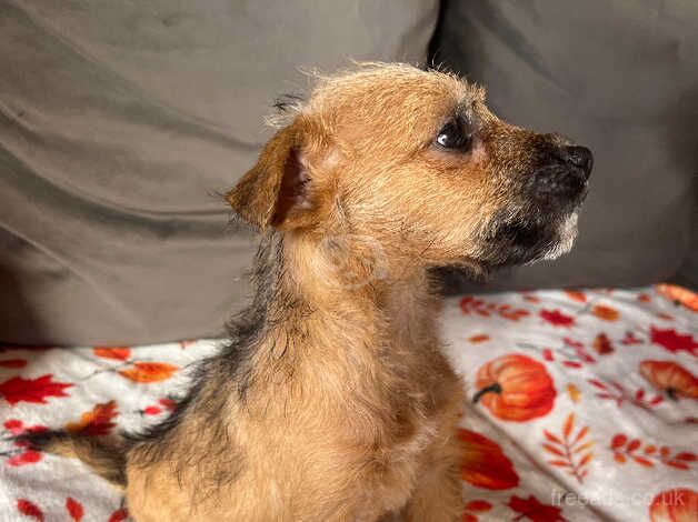 Jack Russell puppies for sale in Axbridge, Somerset - Image 3