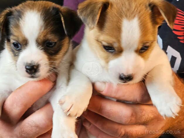 Jack russell puppies for sale in Ampthill, Bedfordshire - Image 1