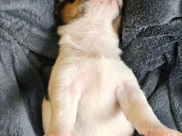 Jack russell puppies for sale in Ampthill, Bedfordshire - Image 3