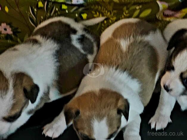 Jack russell puppies for sale in Ampthill, Bedfordshire - Image 4