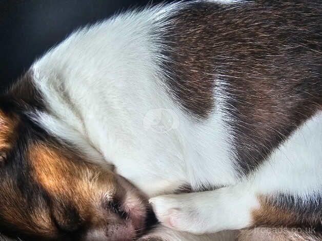 Jack russell puppies for sale in Ampthill, Bedfordshire - Image 5