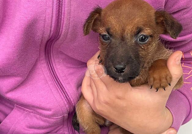 Jack Russell puppies for sale in Ampthill, Bedfordshire - Image 5