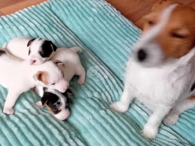 Jack russell puppies for sale in Ebbw Vale/Glyn Ebwy, Blaenau Gwent - Image 1