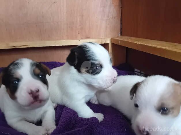 Jack russell puppies for sale in Ebbw Vale/Glyn Ebwy, Blaenau Gwent - Image 2