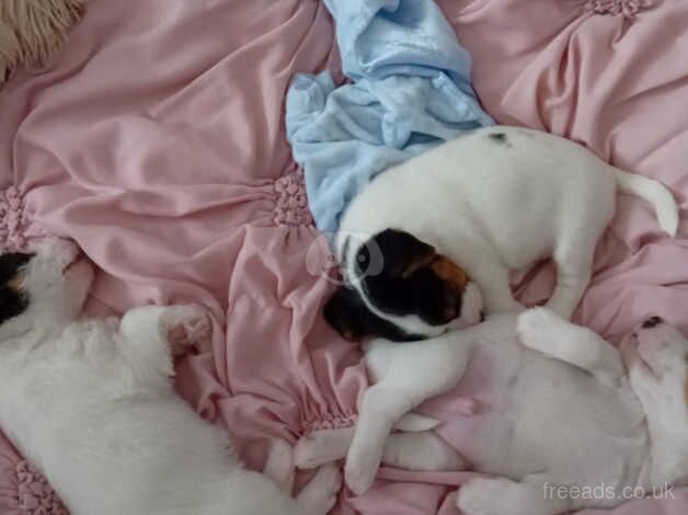 Jack russell puppies for sale in Ebbw Vale/Glyn Ebwy, Blaenau Gwent - Image 3