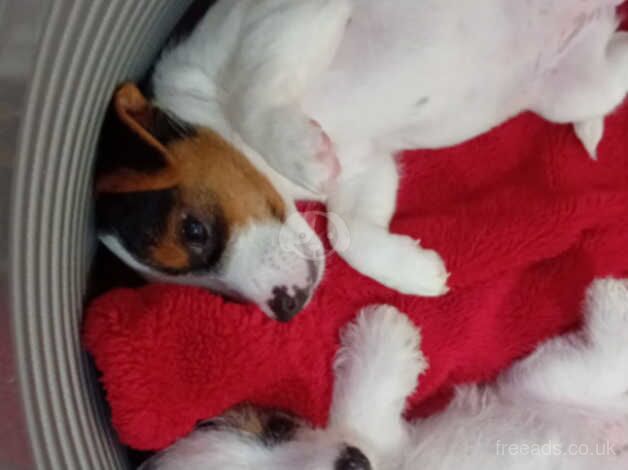 Jack russell puppies for sale in Ebbw Vale/Glyn Ebwy, Blaenau Gwent - Image 4