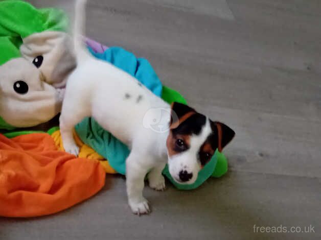 Jack russell puppies for sale in Ebbw Vale/Glyn Ebwy, Blaenau Gwent - Image 5