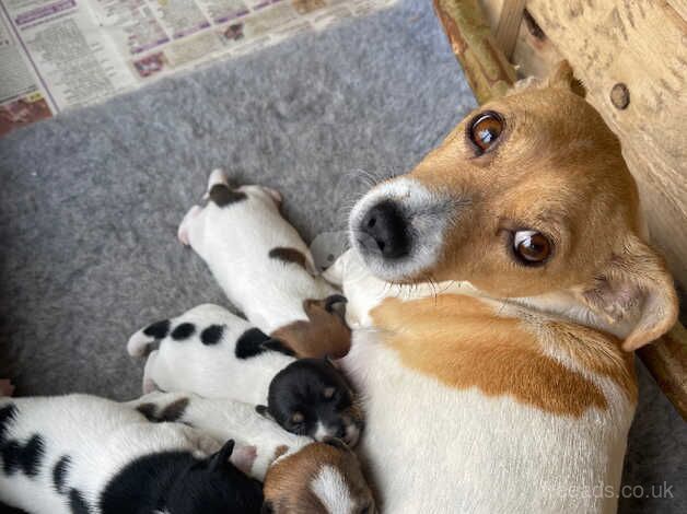 Jack Russell Puppies for sale in Sanquhar, Dumfries and Galloway