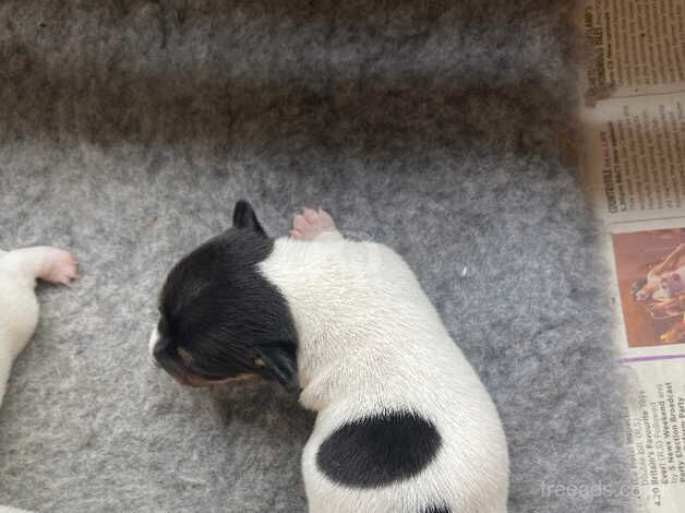 Jack Russell Puppies for sale in Sanquhar, Dumfries and Galloway - Image 2