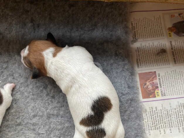 Jack Russell Puppies for sale in Sanquhar, Dumfries and Galloway - Image 3