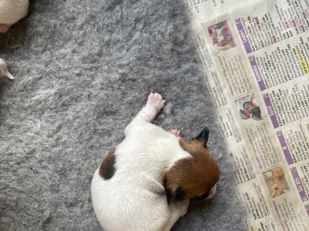 Jack Russell Puppies for sale in Sanquhar, Dumfries and Galloway - Image 4