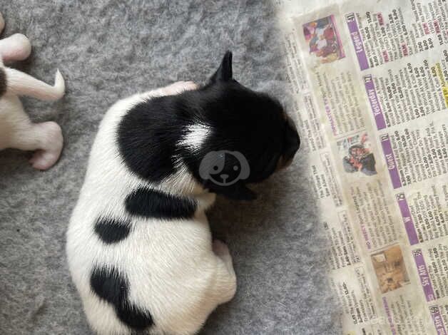 Jack Russell Puppies for sale in Sanquhar, Dumfries and Galloway - Image 5