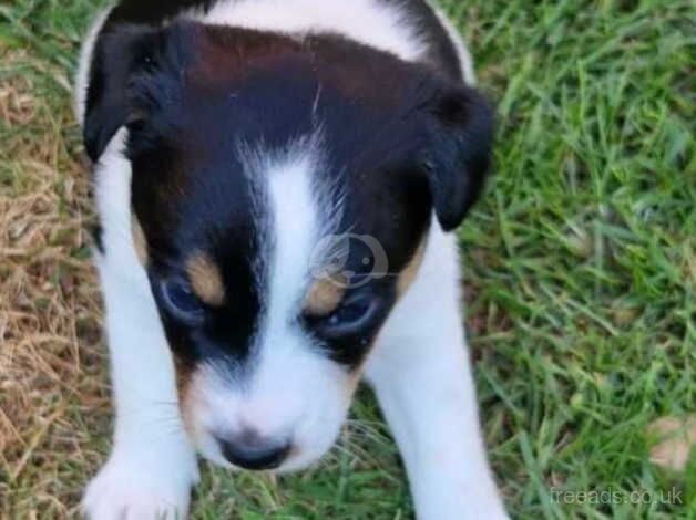 Jack Russell puppies for sale in Spalding, Lincolnshire - Image 5