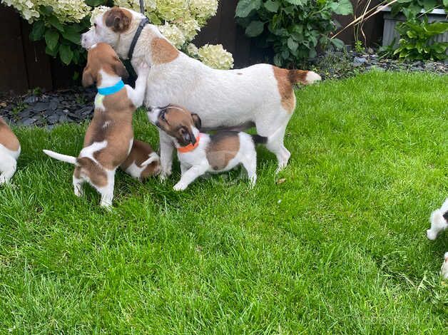 Jack Russell puppies for sale in Tredegar, Blaenau Gwent