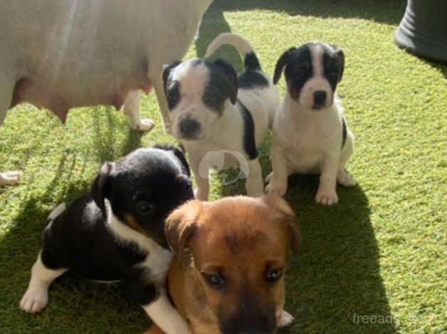 Jack Russell puppies for sale in Wellington, Somerset