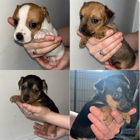 Jack Russell puppies for sale (only 4 boys left) for sale in Trefechan, Merthyr Tydfil