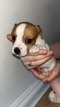 Jack Russell puppies for sale (only 4 boys left) for sale in Trefechan, Merthyr Tydfil - Image 4