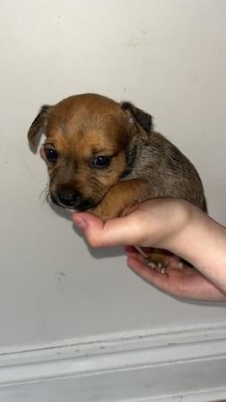 Jack Russell puppies for sale (only 4 boys left) for sale in Trefechan, Merthyr Tydfil - Image 5