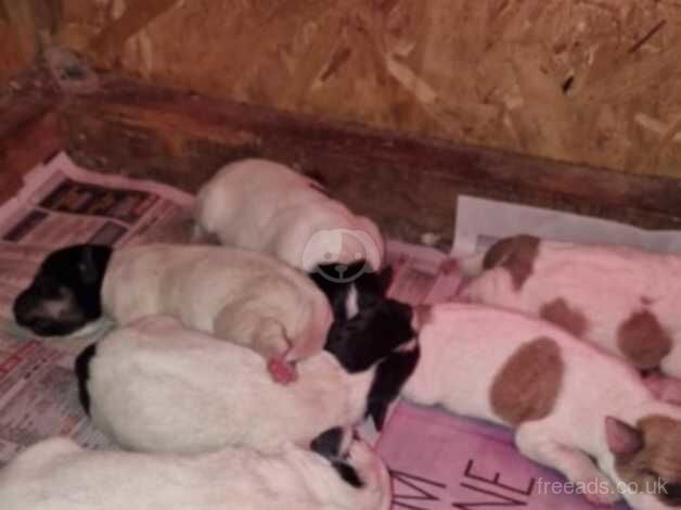 Jack russell puppies for sale in Aberdare/Aberdar, Rhondda Cynon Taf