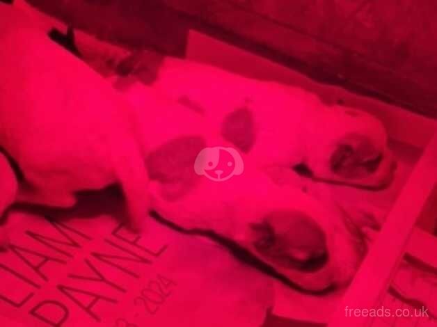 Jack Russell Puppies for sale in Rhondda Cynon Taf