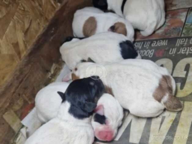 Jack Russell Puppies for sale