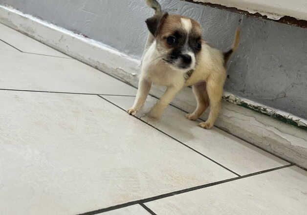 Jack Russell puppies for sale in Ashford, Surrey