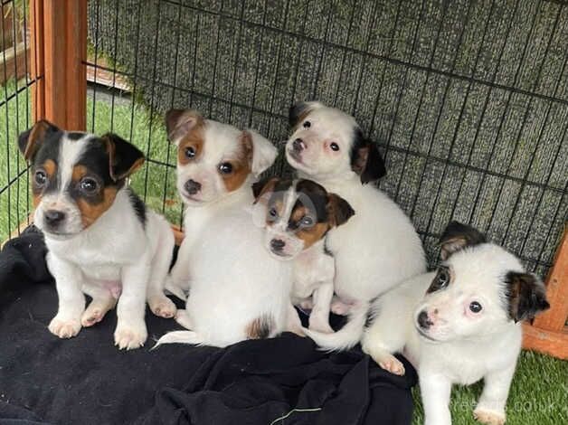 Jack Russell Puppies for sale in Bedford, Bedfordshire