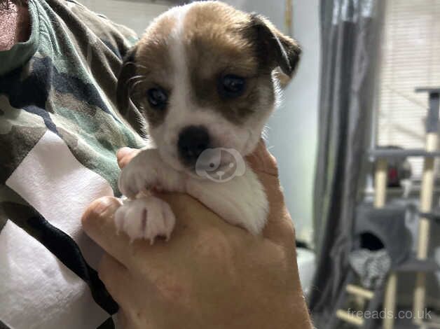 Jack Russell puppies for sale in Bedford, Bedfordshire - Image 1