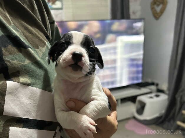 Jack Russell puppies for sale in Bedford, Bedfordshire - Image 2