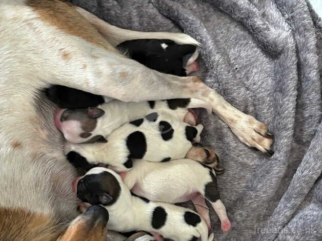 Jack Russell puppies for sale in Bedford, Bedfordshire - Image 3