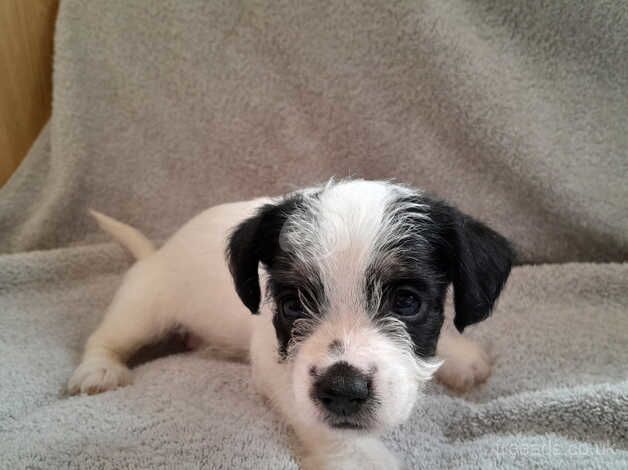 Jack Russell puppies for sale in Billingshurst, West Sussex