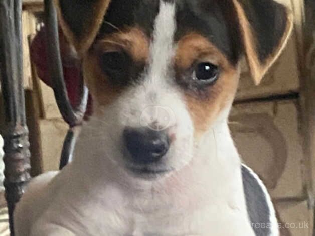 Jack Russell puppies for sale in Bridgnorth, Shropshire - Image 1