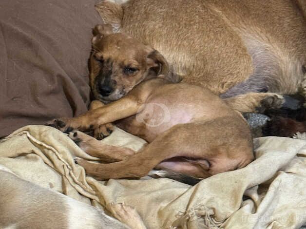 Jack Russell puppies for sale in Bridgnorth, Shropshire - Image 4