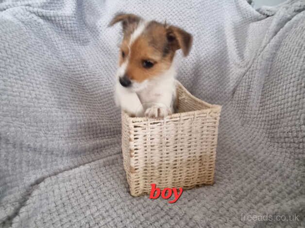 Jack russell puppies for sale in Canterbury, Kent