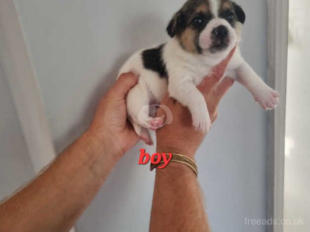 Jack russell puppies for sale in Canterbury, Kent - Image 3