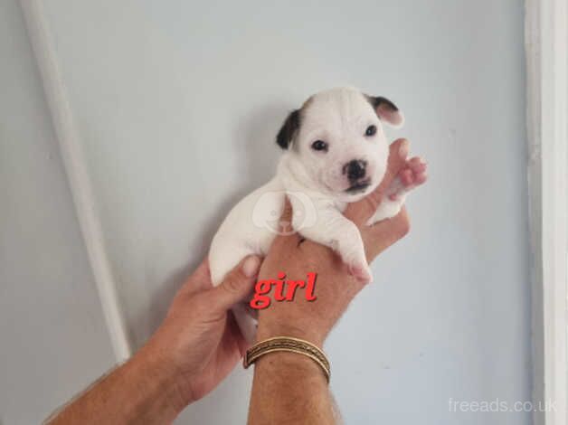 Jack russell puppies for sale in Canterbury, Kent - Image 4