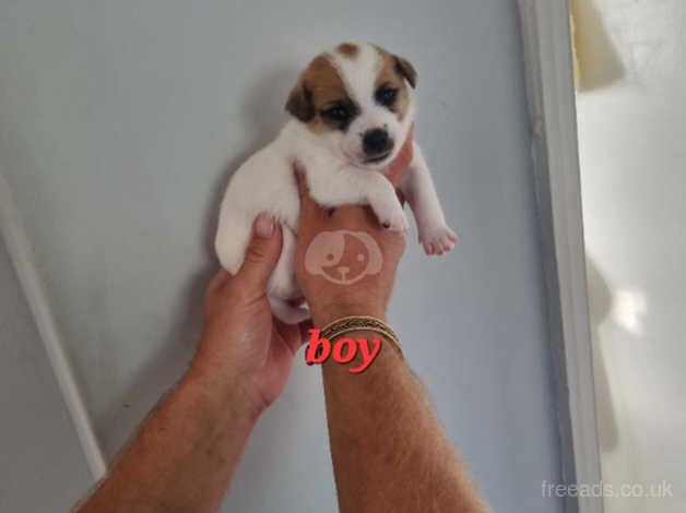 Jack russell puppies for sale in Canterbury, Kent - Image 5