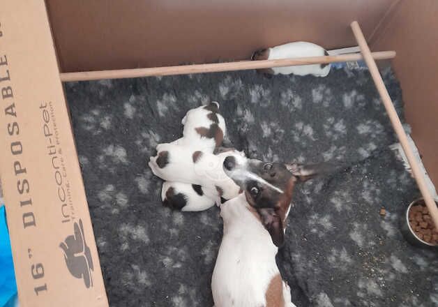 Jack Russell puppies for sale in Cullompton, Devon