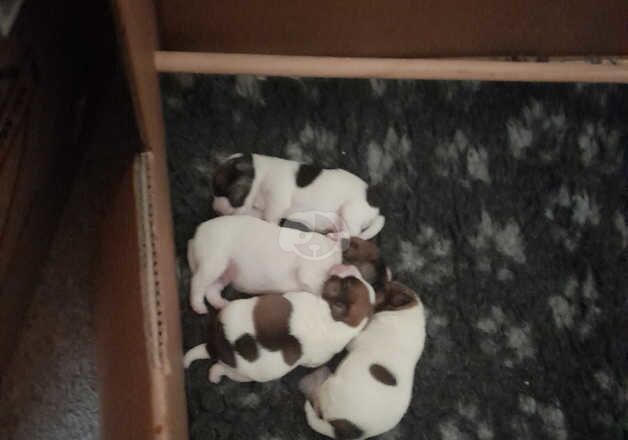 Jack Russell puppies for sale in Cullompton, Devon - Image 2