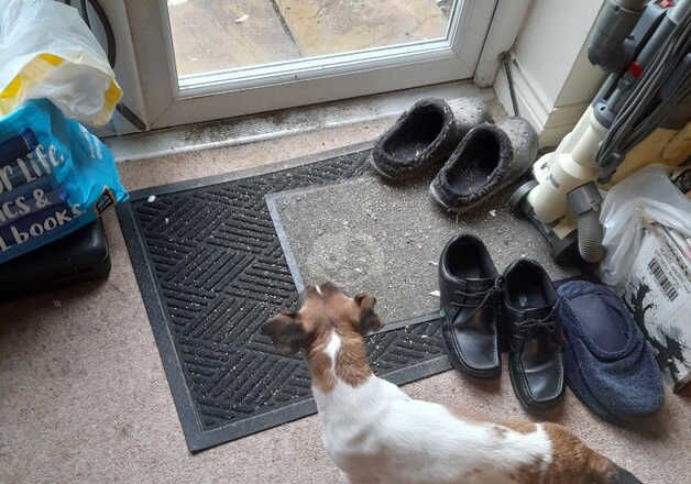 Jack Russell puppies for sale in Cullompton, Devon - Image 3