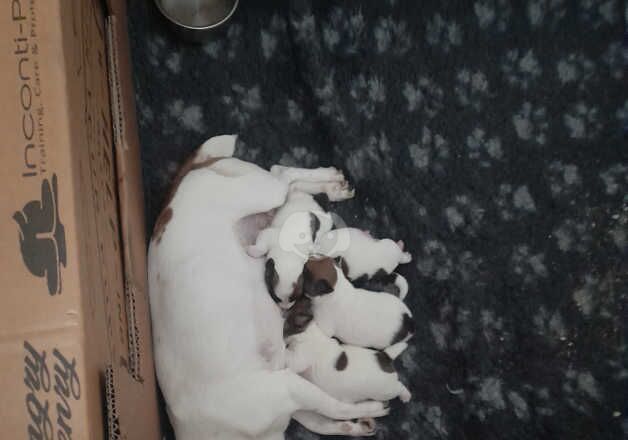 Jack Russell Puppies for sale